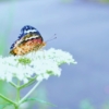 Thumbnail of new posts 049