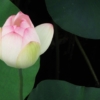 Thumbnail of new posts 041
