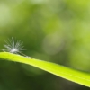 Thumbnail of new posts 185