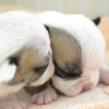 Thumbnail of new posts 136