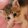 Thumbnail of new posts 087
