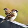 Thumbnail of new posts 032