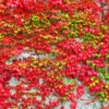 Thumbnail of new posts 174