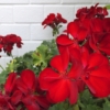 Thumbnail of new posts 129