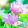 Thumbnail of new posts 152