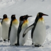 Thumbnail of new posts 063
