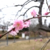 Thumbnail of new posts 076
