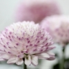 Thumbnail of new posts 114