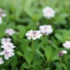 Thumbnail of new posts 093
