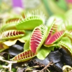 Thumbnail of post image 099