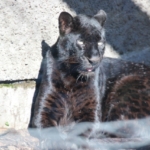 Thumbnail of post image 078