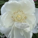 Thumbnail of post image 100
