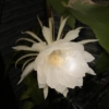 Thumbnail of new posts 049