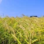 Thumbnail of post image 013