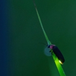 Thumbnail of post image 193