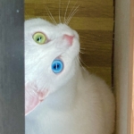 Thumbnail of post image 026