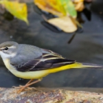 Thumbnail of post image 086