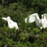 Thumbnail of post image 037