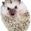 Thumbnail of new posts 179