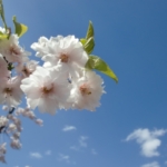 Thumbnail of post image 064