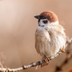 Thumbnail of post image 156