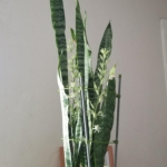 Thumbnail of post image 010